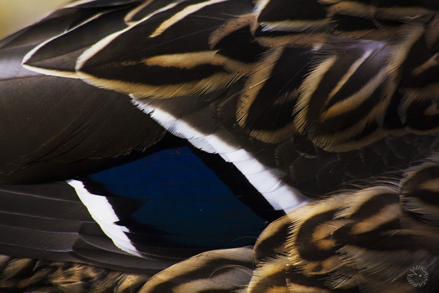 Mallard mirror     